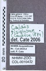 Etikette zu Calais tisiphone (NHMW-ZOO-COL-0010432)